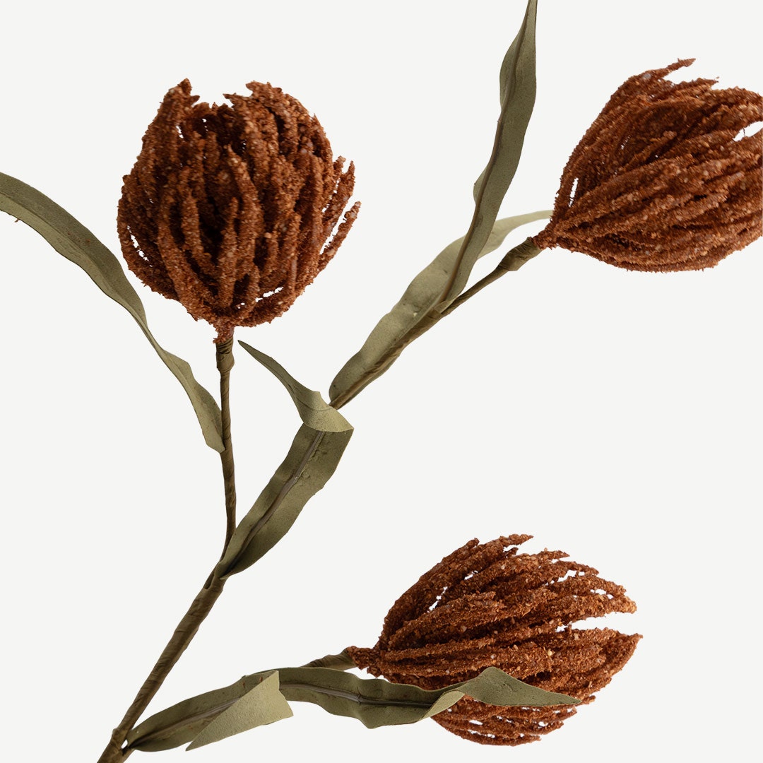 ساق بروتيا - تيراكوتا