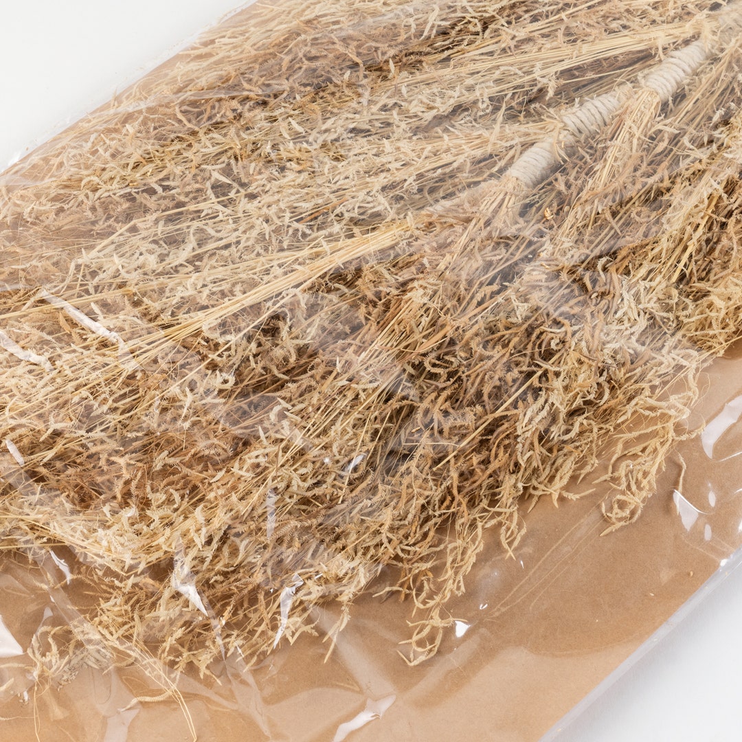 سيقان زهرة الورد الأحمر