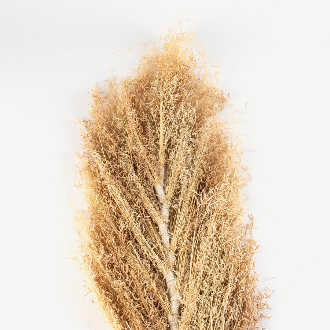 سيقان زهرة الورد الأحمر