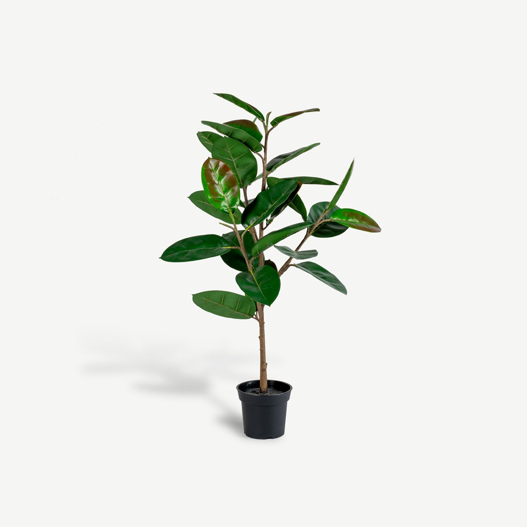 Rubber Tree With Pot 97cm