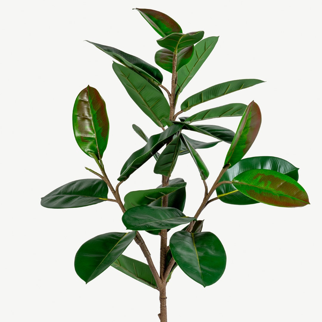 Rubber Tree With Pot 97cm