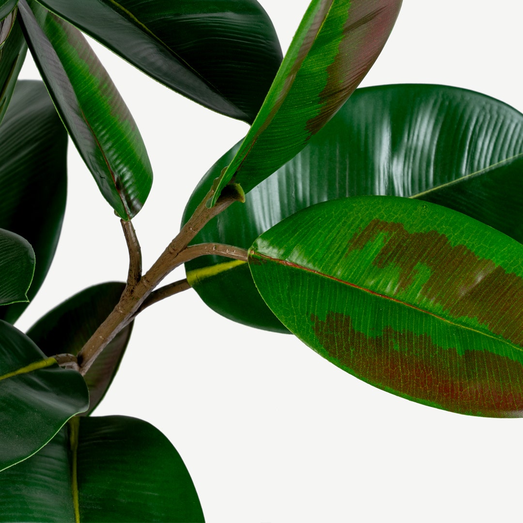 Rubber Tree With Pot 97cm