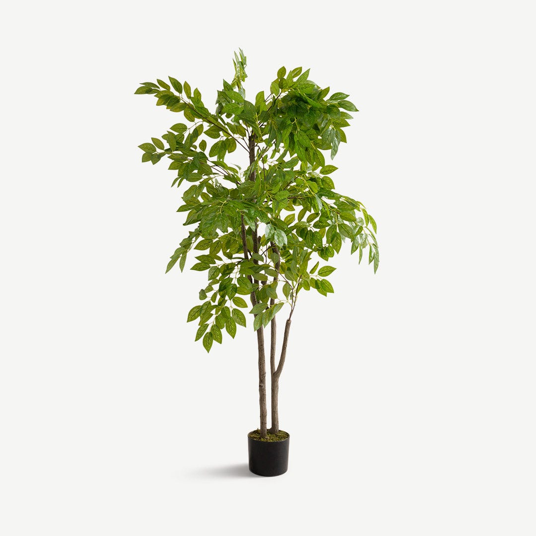 Siberian Elm With Pot 150cm