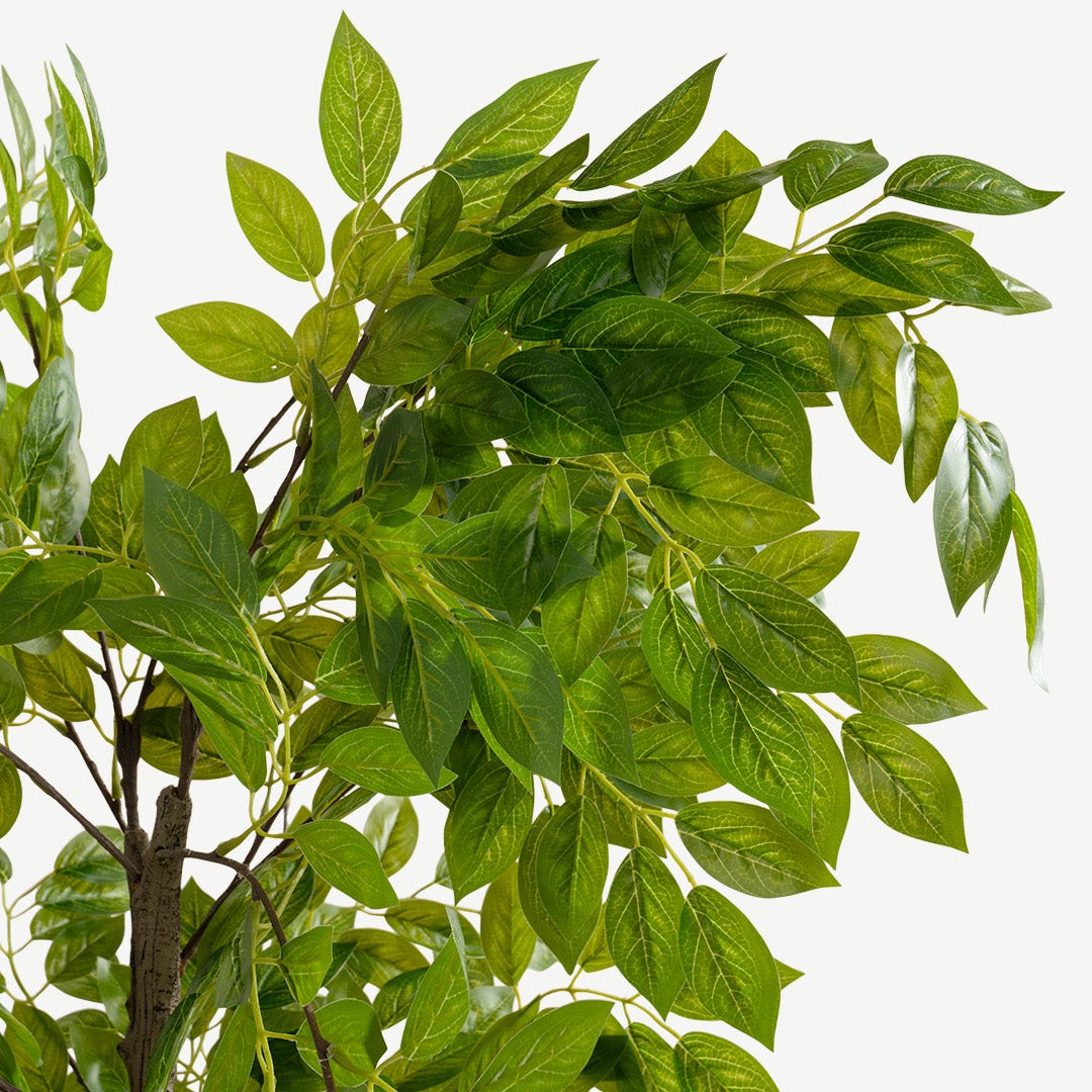 Siberian Elm With Pot 150cm