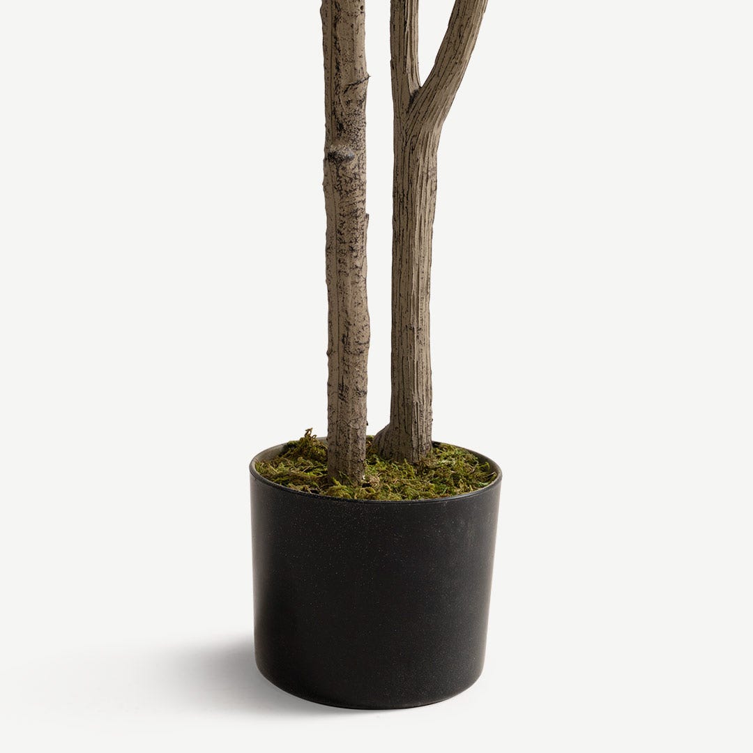 Siberian Elm With Pot 150cm