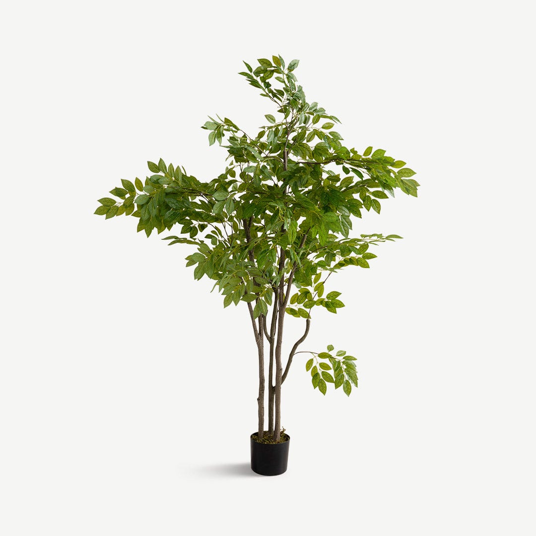 Siberian Elm With Pot 180cm