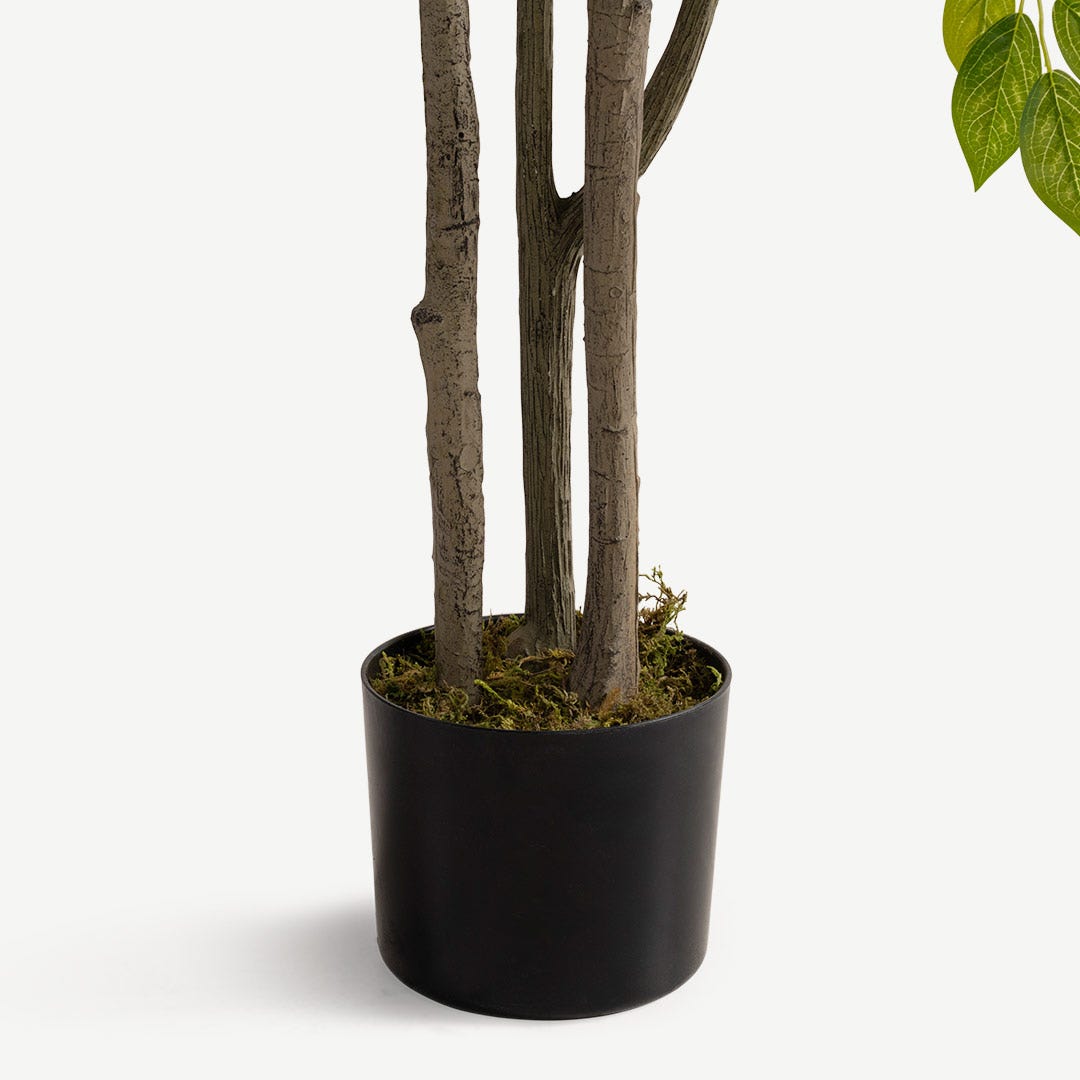 Siberian Elm With Pot 180cm