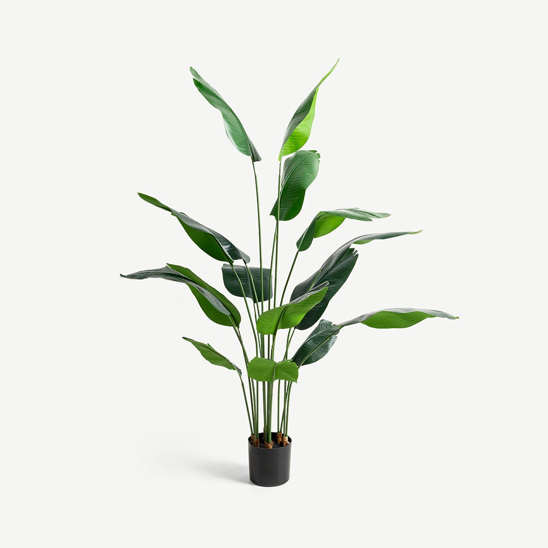 Traveller's Tree With Pot 180cm