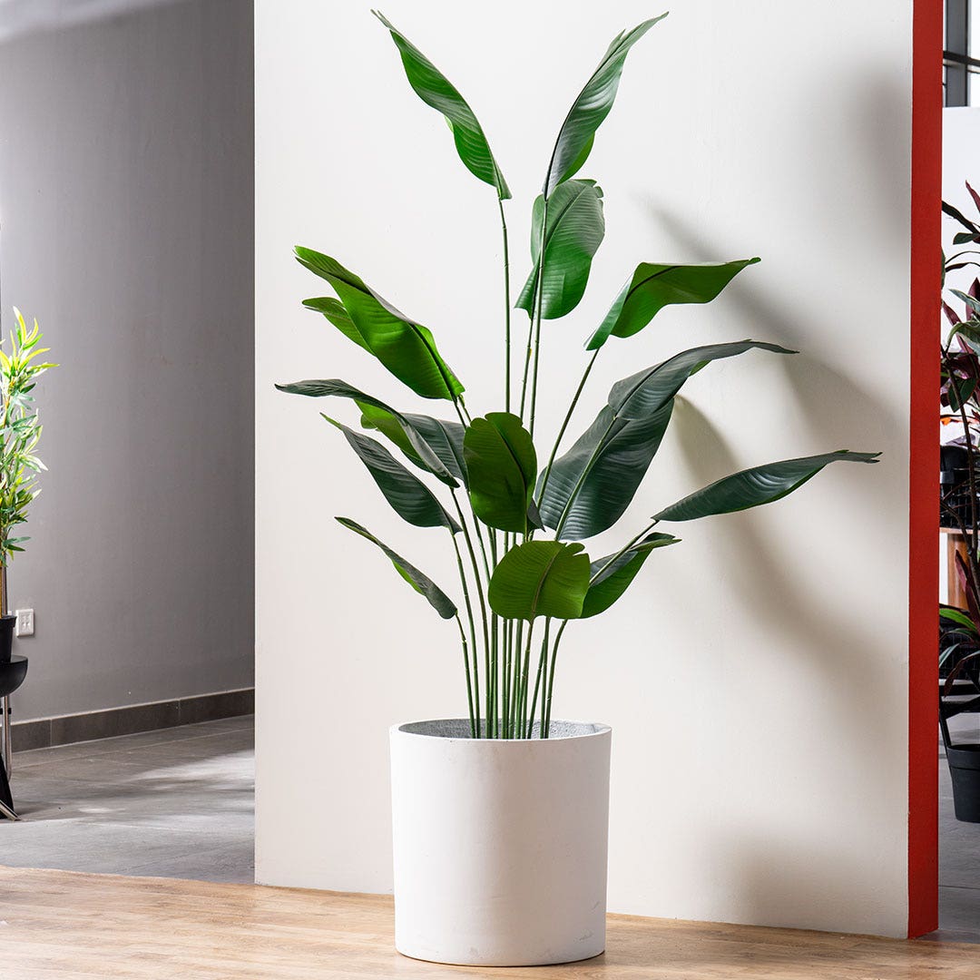 Traveller's Tree With Pot 180cm