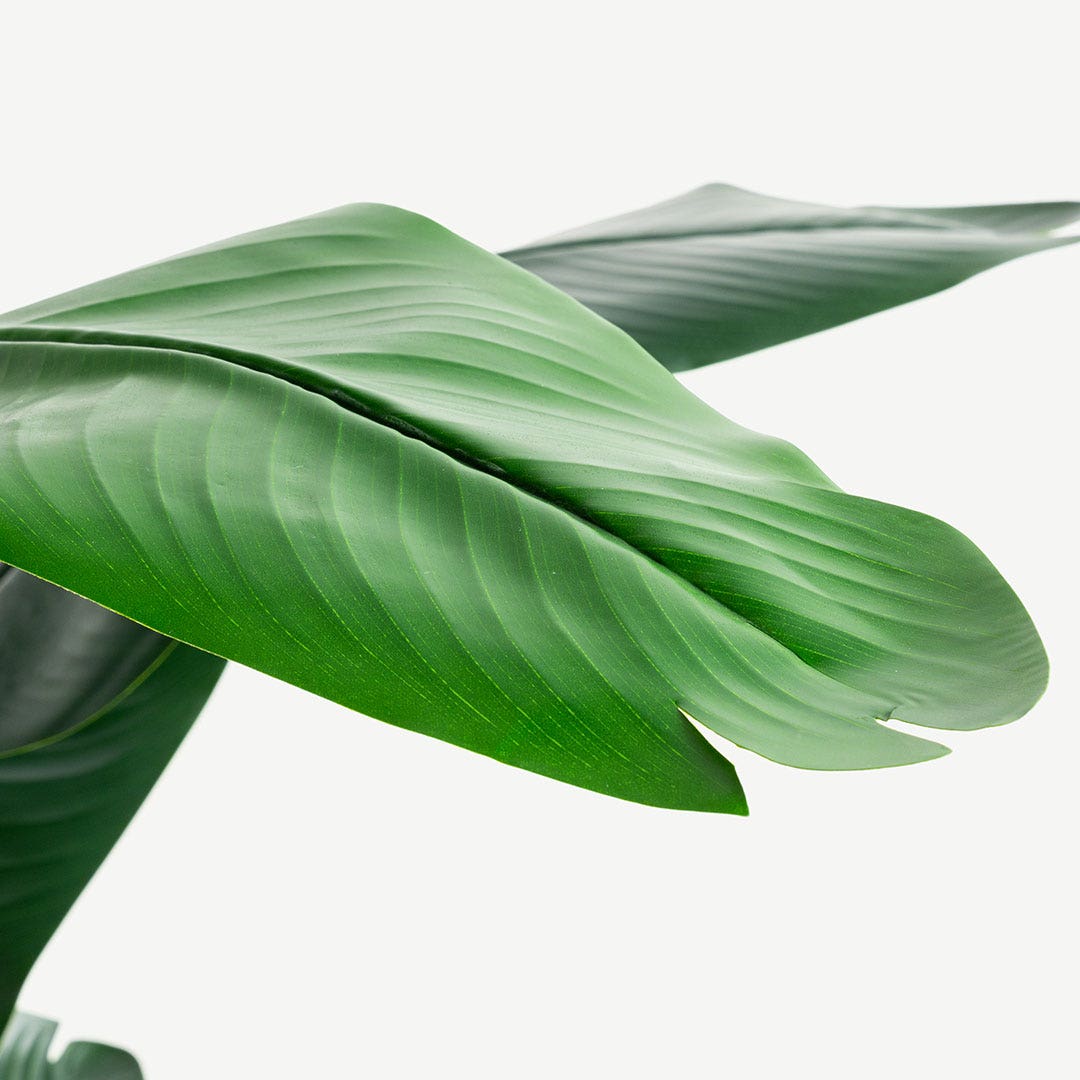 Traveller's Tree With Pot 180cm