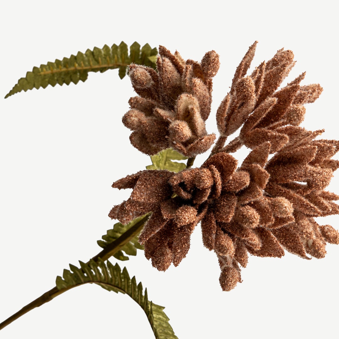 زهرة توليب - وردي