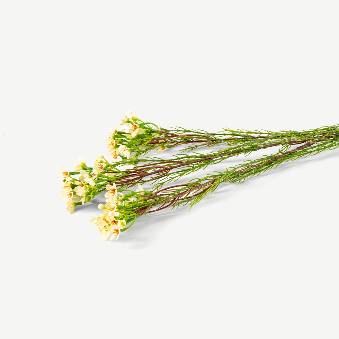 Wintersweet Flower Set White