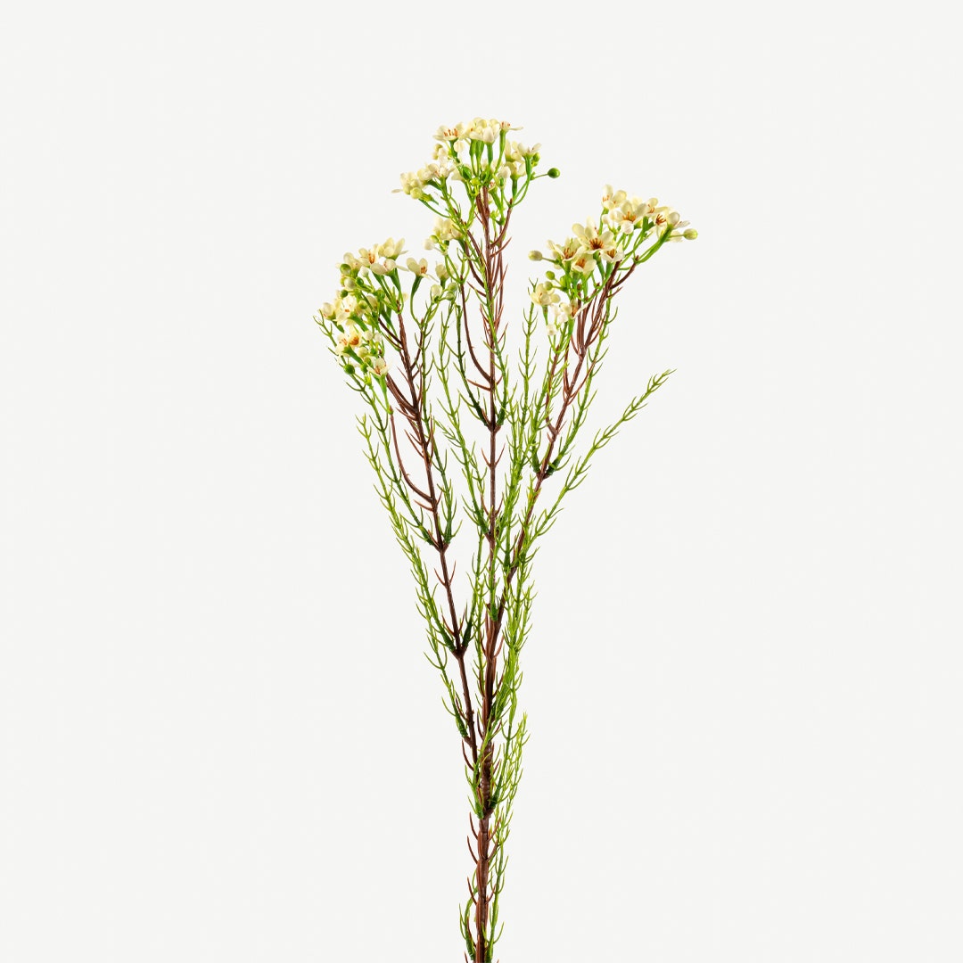 Wintersweet Flower Set White