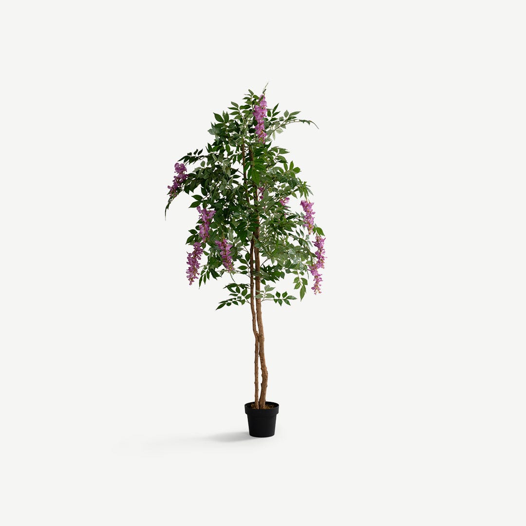 Wisteria Tree With Pot - 180cm