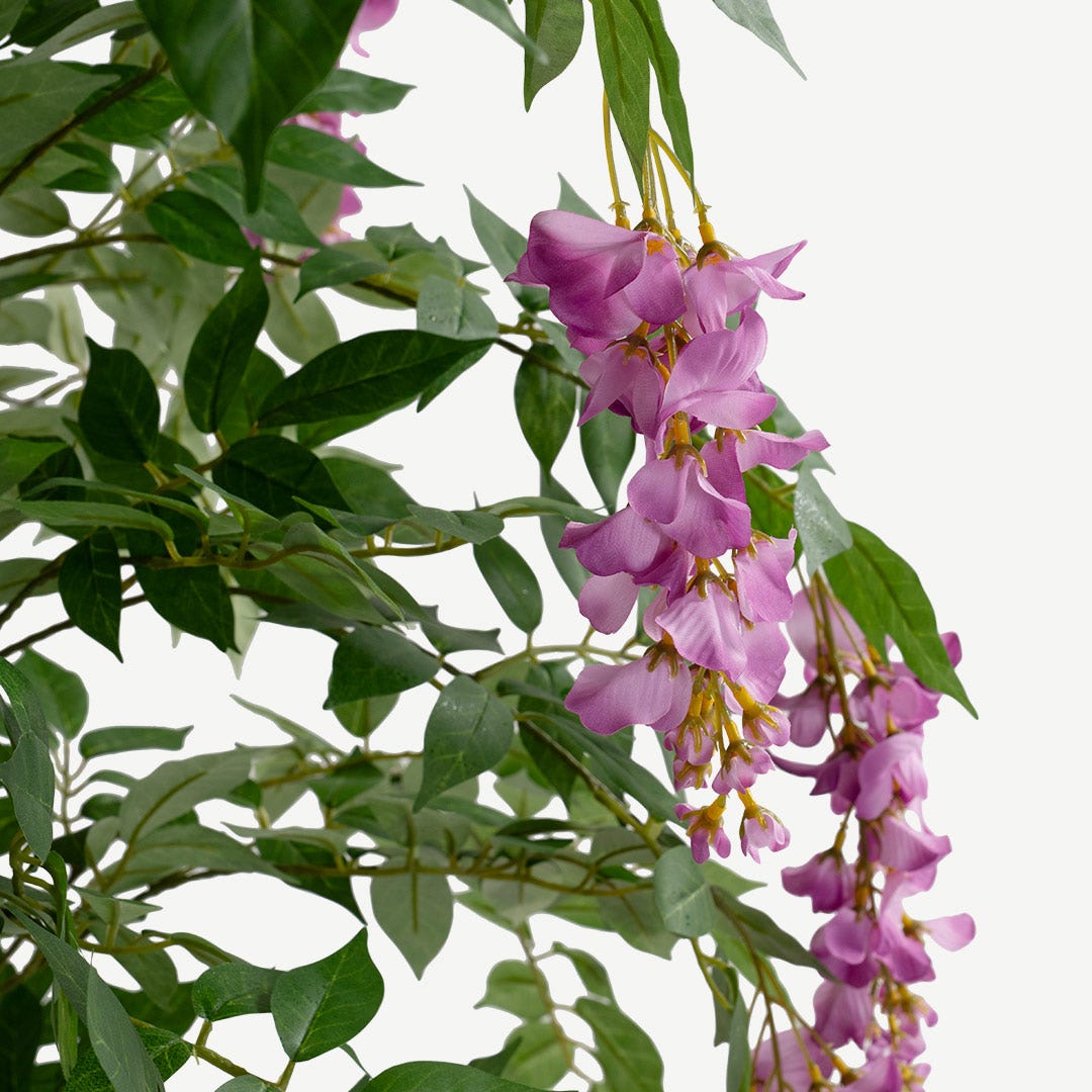 Wisteria Tree With Pot - 180cm